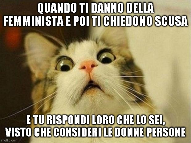 made at imgflip.com, famminismo, meme, scusa, dignità, persona, cattino, cat, http://rosascioccato.blogspot.com/