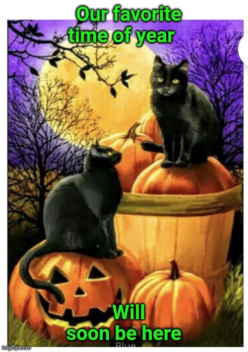 Cats on Halloween | Our favorite time of year; Will soon be here | image tagged in spooky,cats | made w/ Imgflip meme maker