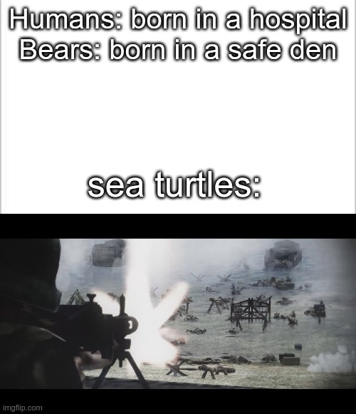 birth be like | Humans: born in a hospital

Bears: born in a safe den; sea turtles: | image tagged in white background,d day | made w/ Imgflip meme maker