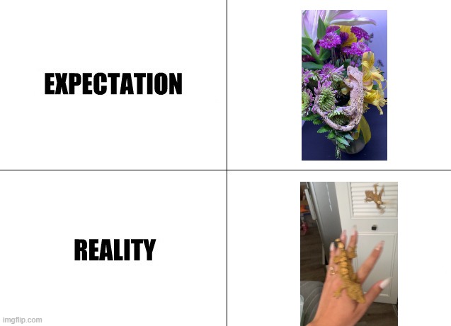 Taking a picture of your geckos | image tagged in expectation vs reality | made w/ Imgflip meme maker