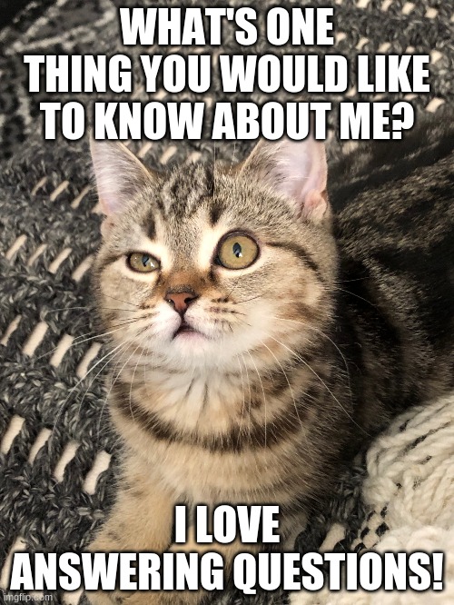 >^0,0^< | WHAT'S ONE THING YOU WOULD LIKE TO KNOW ABOUT ME? I LOVE ANSWERING QUESTIONS! | image tagged in wtf cat | made w/ Imgflip meme maker