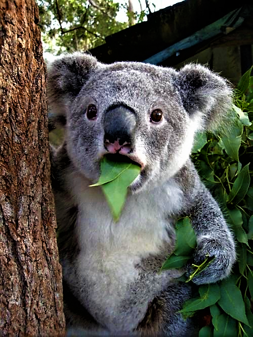 Informative Koala Blank Meme Template