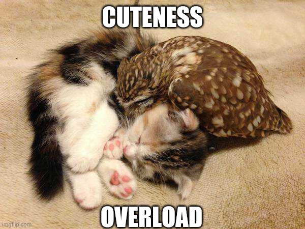 CUTENESS; OVERLOAD | image tagged in cats,owl,kitten | made w/ Imgflip meme maker