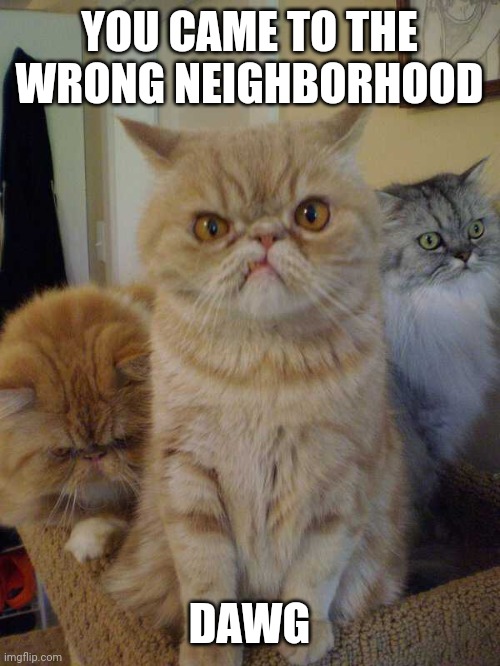 ALLY CAT GANG | YOU CAME TO THE WRONG NEIGHBORHOOD; DAWG | image tagged in cats,funny cats | made w/ Imgflip meme maker