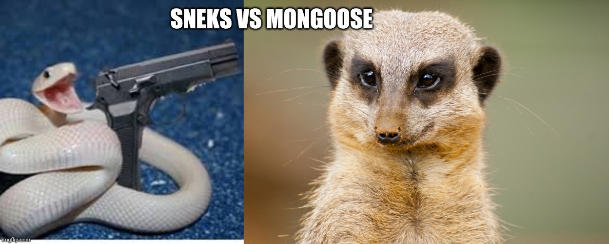SNEKS VS MONGOOSE | image tagged in rebel mongoose,snake got gun | made w/ Imgflip meme maker