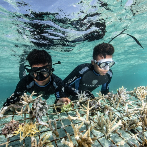 CORAL PLANTATION Blank Meme Template