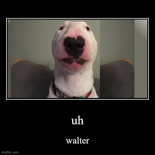 walter | image tagged in funny,demotivationals,walter,dog,dogs | made w/ Imgflip demotivational maker