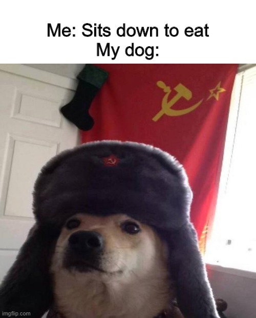 OUR FOOD | Me: Sits down to eat
My dog: | image tagged in russian doge | made w/ Imgflip meme maker