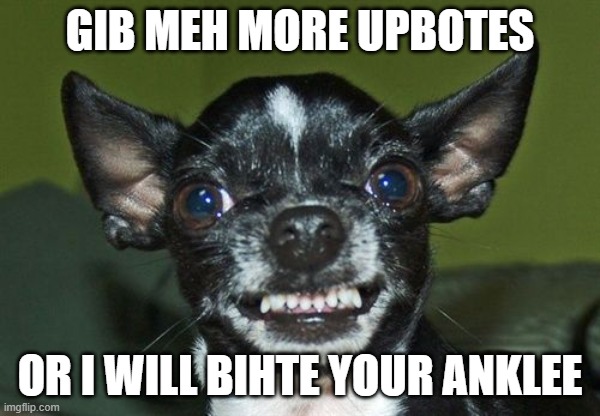  GIB MEH MORE UPBOTES; OR I WILL BIHTE YOUR ANKLEE | image tagged in angry chihuahua | made w/ Imgflip meme maker