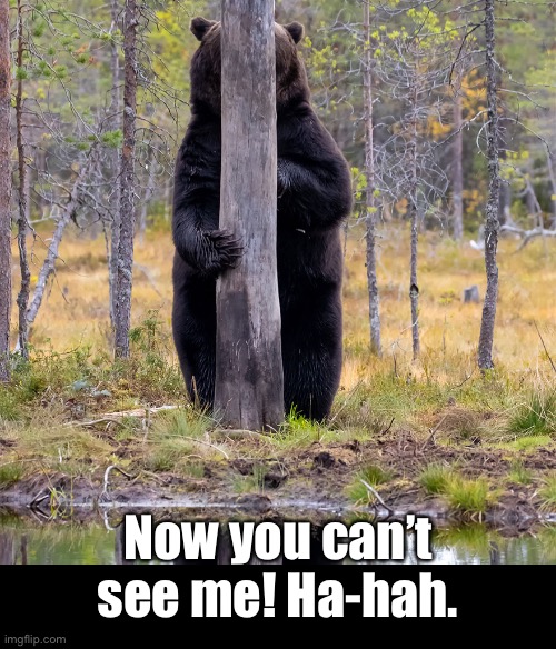 Hide-a-Bear | Now you can’t see me! Ha-hah. | image tagged in funny memes,bear,hiding | made w/ Imgflip meme maker