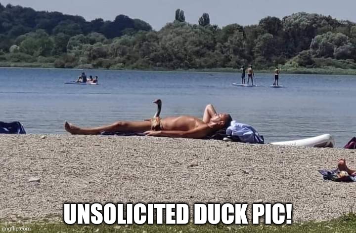 Unsolicited duck pic |  UNSOLICITED DUCK PIC! | image tagged in duck pic,unsolicited | made w/ Imgflip meme maker
