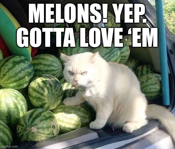 MELONS! YEP. GOTTA LOVE ‘EM | made w/ Imgflip meme maker