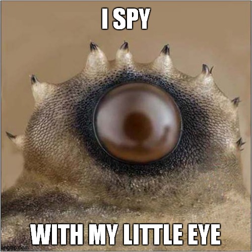 Magnified Spiders' Eye ! |  I SPY; WITH MY LITTLE EYE | image tagged in fun,spying,spiders | made w/ Imgflip meme maker