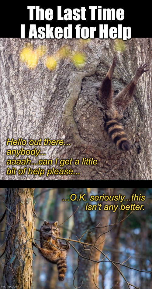 If You Need Something Done Right, Do It Yourself | The Last Time I Asked for Help; Hello out there... anybody... aaaah...can I get a little bit of help please... ...O.K. seriously...this isn’t any better. | image tagged in funny memes,raccoon | made w/ Imgflip meme maker