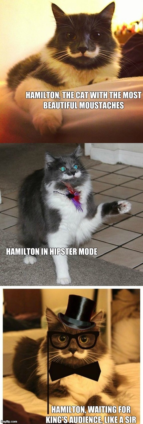 whyy is this a hamilton meme? | image tagged in memes,funny,hamilton,cats,musicals | made w/ Imgflip meme maker