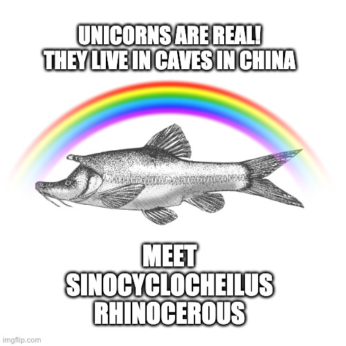 Unicorns are real! | UNICORNS ARE REAL!
THEY LIVE IN CAVES IN CHINA; MEET
SINOCYCLOCHEILUS
RHINOCEROUS | image tagged in fish | made w/ Imgflip meme maker
