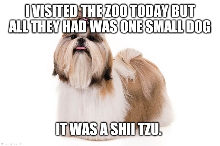 Shii Tzu ting | I VISITED THE ZOO TODAY BUT ALL THEY HAD WAS ONE SMALL DOG; IT WAS A SHII TZU. | image tagged in doggy | made w/ Imgflip meme maker