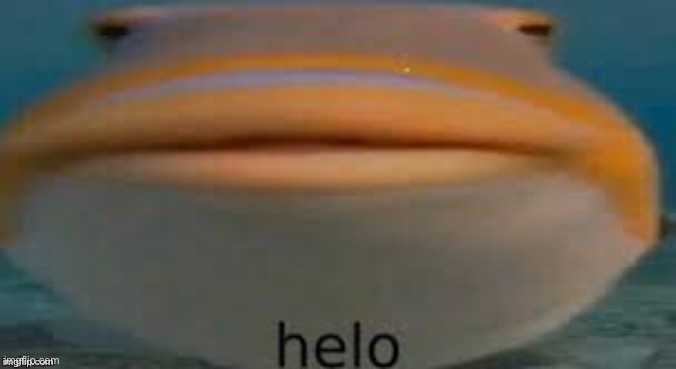 helo fish | image tagged in helo fish | made w/ Imgflip meme maker