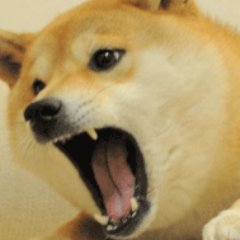 agnry doge Blank Meme Template