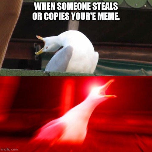 stop stealing my memes people!!!!!!!!!!!!!!!!!!!!!!! | WHEN SOMEONE STEALS OR COPIES YOUR'E MEME. | image tagged in boy seagull | made w/ Imgflip meme maker