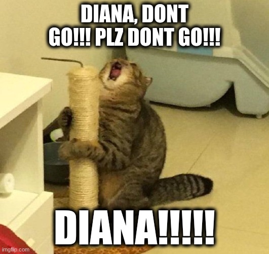 DIANA, DONT GO!!! PLZ DONT GO!!! DIANA!!!!! | image tagged in cat meme | made w/ Imgflip meme maker