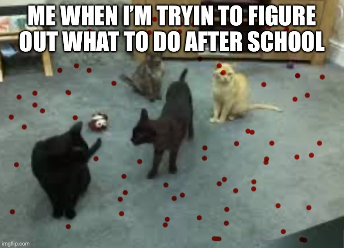 OMG WHY ARE THERE SO MANY RED DOTS. | ME WHEN I’M TRYIN TO FIGURE OUT WHAT TO DO AFTER SCHOOL | image tagged in cats,laser,red dot,after school | made w/ Imgflip meme maker
