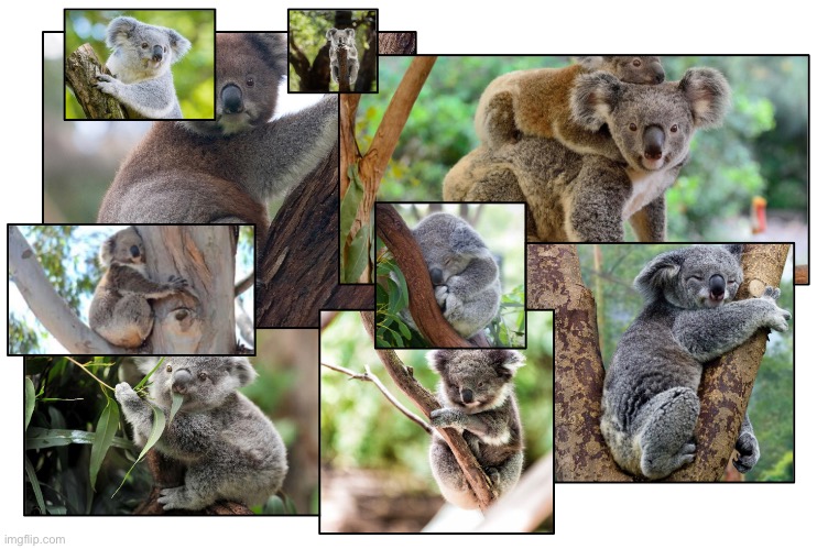 Beautiful koalas | image tagged in aww | made w/ Imgflip meme maker