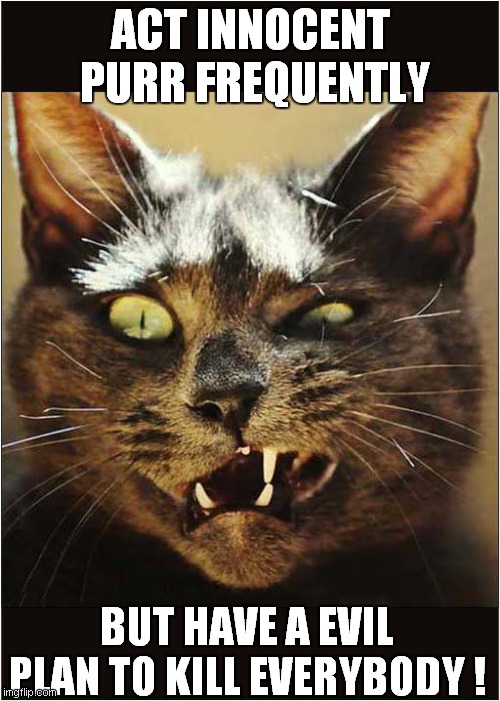 A Cats Evil Plan | ACT INNOCENT; PURR FREQUENTLY; BUT HAVE A EVIL PLAN TO KILL EVERYBODY ! | image tagged in cats,evil cat | made w/ Imgflip meme maker