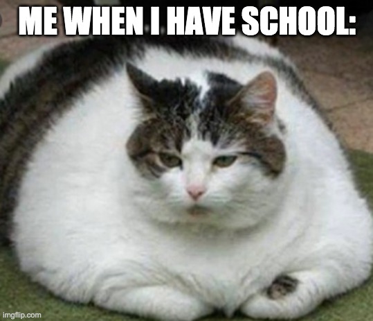 Fat Cat | ME WHEN I HAVE SCHOOL: | image tagged in lazy/fat cat | made w/ Imgflip meme maker