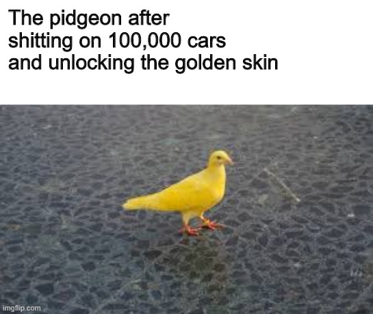 Untitled |  The pidgeon after shitting on 100,000 cars and unlocking the golden skin | image tagged in memes,funny,dank,birds,gold,new york city | made w/ Imgflip meme maker