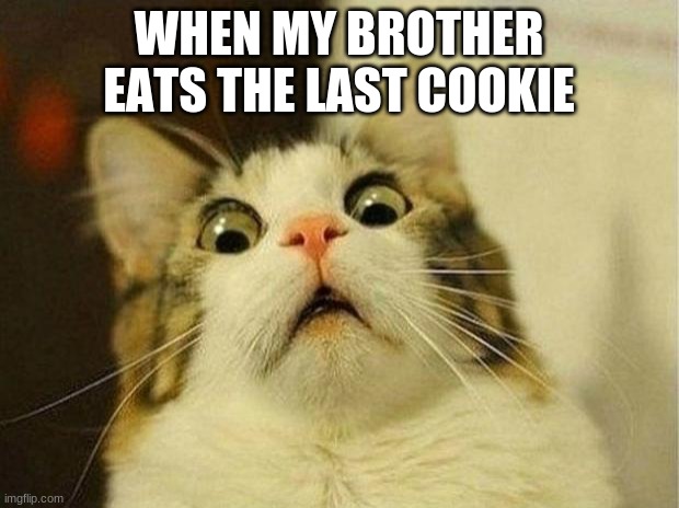 Scared Cat Meme | WHEN MY BROTHER EATS THE LAST COOKIE | image tagged in memes,scared cat | made w/ Imgflip meme maker