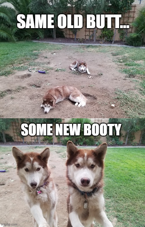 New Booty | SAME OLD BUTT... SOME NEW BOOTY | image tagged in dogs,husky,booty,when you see the booty,butt,funny dogs | made w/ Imgflip meme maker