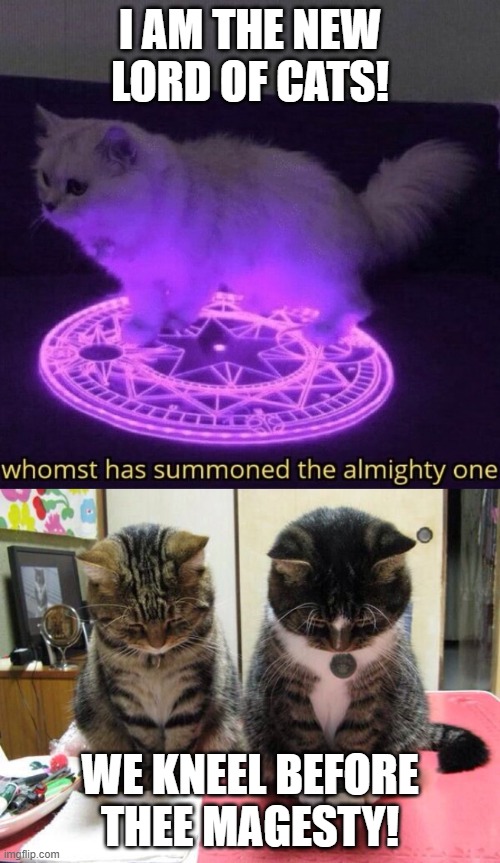 They've Found a Leader | I AM THE NEW LORD OF CATS! WE KNEEL BEFORE THEE MAGESTY! | image tagged in whomst has summoned the almighty one | made w/ Imgflip meme maker