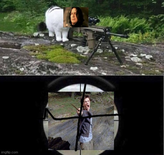 harry pootter | image tagged in sniper cat | made w/ Imgflip meme maker