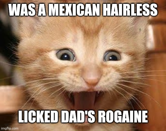 Excited Cat Meme | WAS A MEXICAN HAIRLESS; LICKED DAD'S ROGAINE | image tagged in memes,excited cat | made w/ Imgflip meme maker