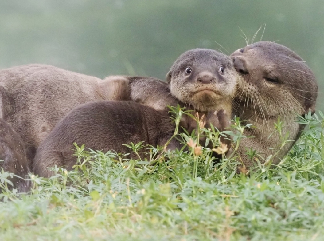 Otter kiss Blank Meme Template