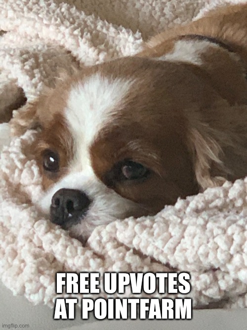 FREE UPVOTES AT POINTFARM | made w/ Imgflip meme maker
