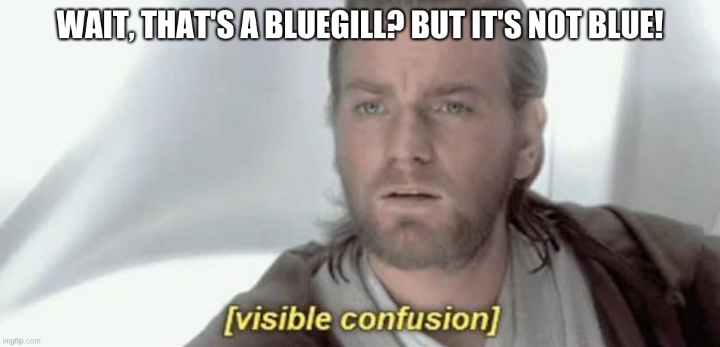 Visible Confusion | WAIT, THAT'S A BLUEGILL? BUT IT'S NOT BLUE! | image tagged in visible confusion | made w/ Imgflip meme maker