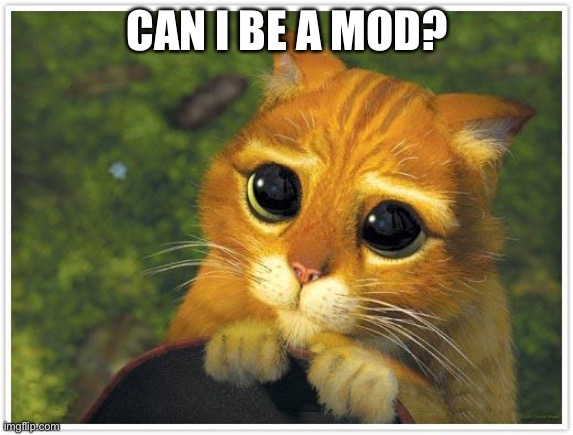 Please? | CAN I BE A MOD? | image tagged in memes,shrek cat | made w/ Imgflip meme maker