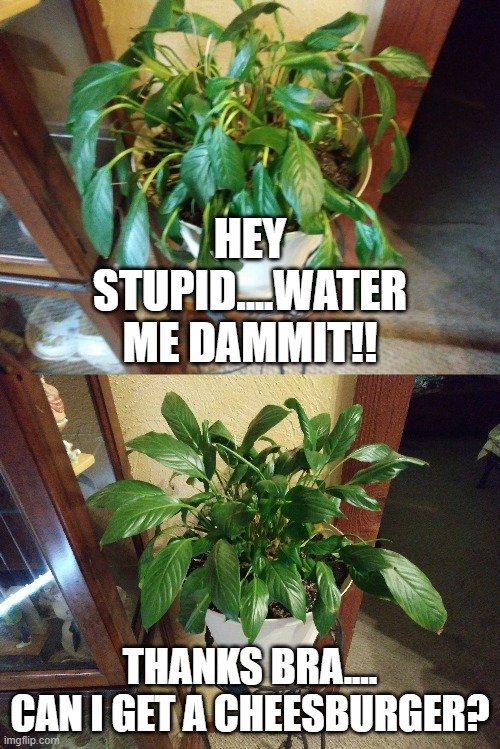 Water Me Seymore | HEY STUPID....WATER ME DAMMIT!! THANKS BRA.... CAN I GET A CHEESBURGER? | image tagged in water me | made w/ Imgflip meme maker