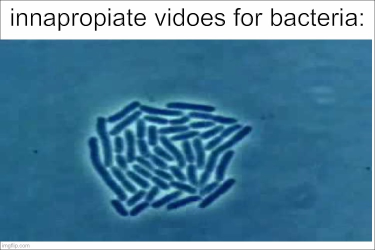 bacteria meanwile... | innapropiate vidoes for bacteria: | image tagged in bacteria,science | made w/ Imgflip meme maker