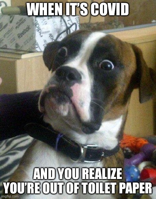 Surprised Dog | WHEN IT’S COVID; AND YOU REALIZE YOU’RE OUT OF TOILET PAPER | image tagged in surprised dog | made w/ Imgflip meme maker