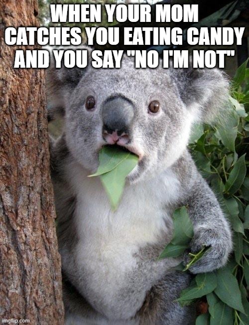 KOALA | WHEN YOUR MOM CATCHES YOU EATING CANDY AND YOU SAY "NO I'M NOT" | image tagged in suprised koala | made w/ Imgflip meme maker