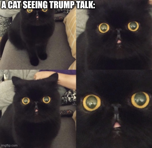 Cats don’t like trump just like dogs | A CAT SEEING TRUMP TALK: | image tagged in cats are awesome | made w/ Imgflip meme maker