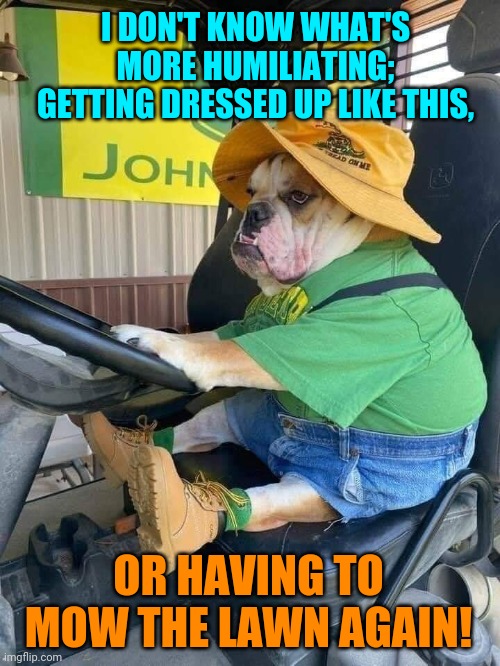 Lawnmower Dog | I DON'T KNOW WHAT'S MORE HUMILIATING; GETTING DRESSED UP LIKE THIS, OR HAVING TO MOW THE LAWN AGAIN! | image tagged in dog,mowing,lawn,john deere,funny dogs | made w/ Imgflip meme maker