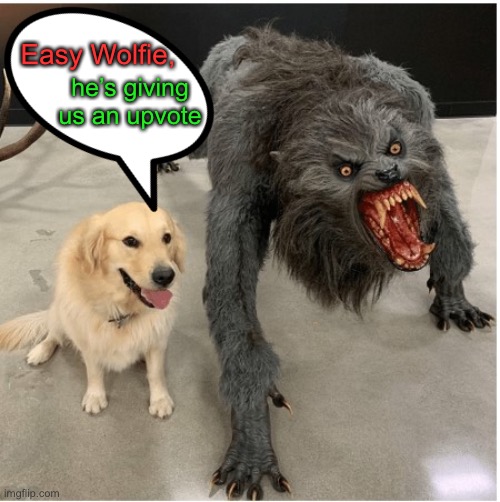 dog wolf | Easy Wolfie, he’s giving us an upvote | image tagged in dog wolf | made w/ Imgflip meme maker