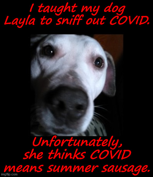 COVID Detection Dog | I taught my dog Layla to sniff out COVID. Unfortunately, she thinks COVID means summer sausage. | image tagged in meme,covid,pets,dogs,virus,cute | made w/ Imgflip meme maker
