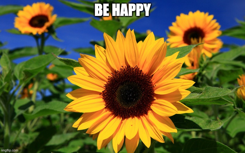 Happy Sunflower | BE HAPPY | image tagged in happy sunflower | made w/ Imgflip meme maker