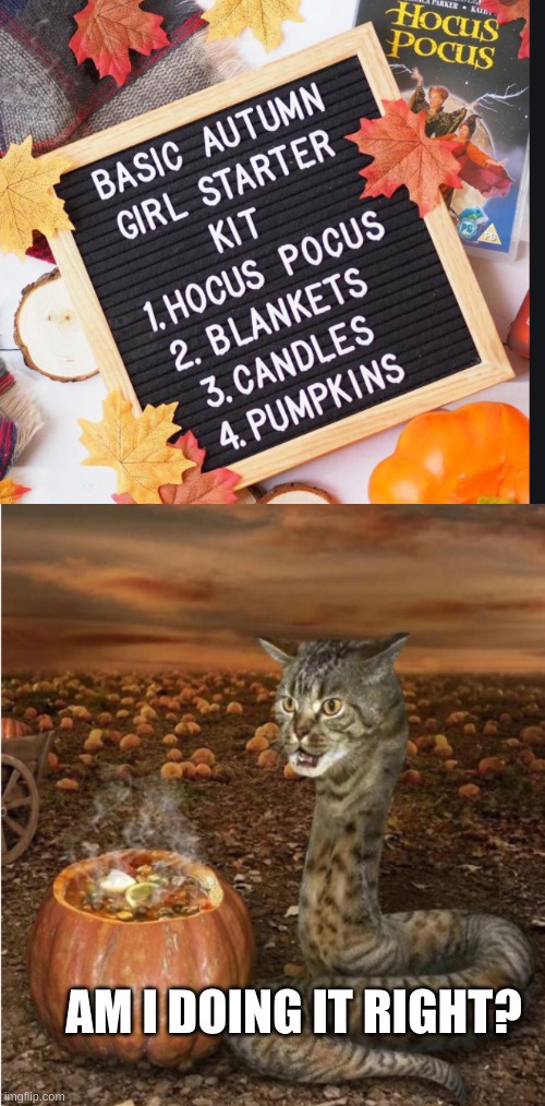 Basic Autumn Girls | AM I DOING IT RIGHT? | image tagged in cat,autumn,pumpkin | made w/ Imgflip meme maker