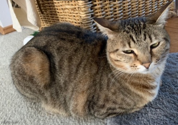 Cat loaf | image tagged in cat loaf,amber | made w/ Imgflip meme maker